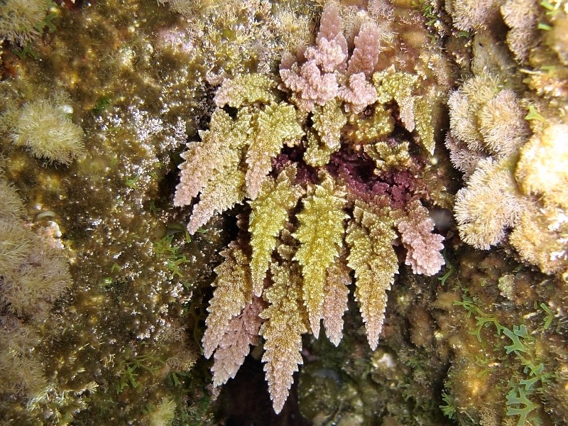 Alga rossa da identificare (Asparagopsis taxiformis)